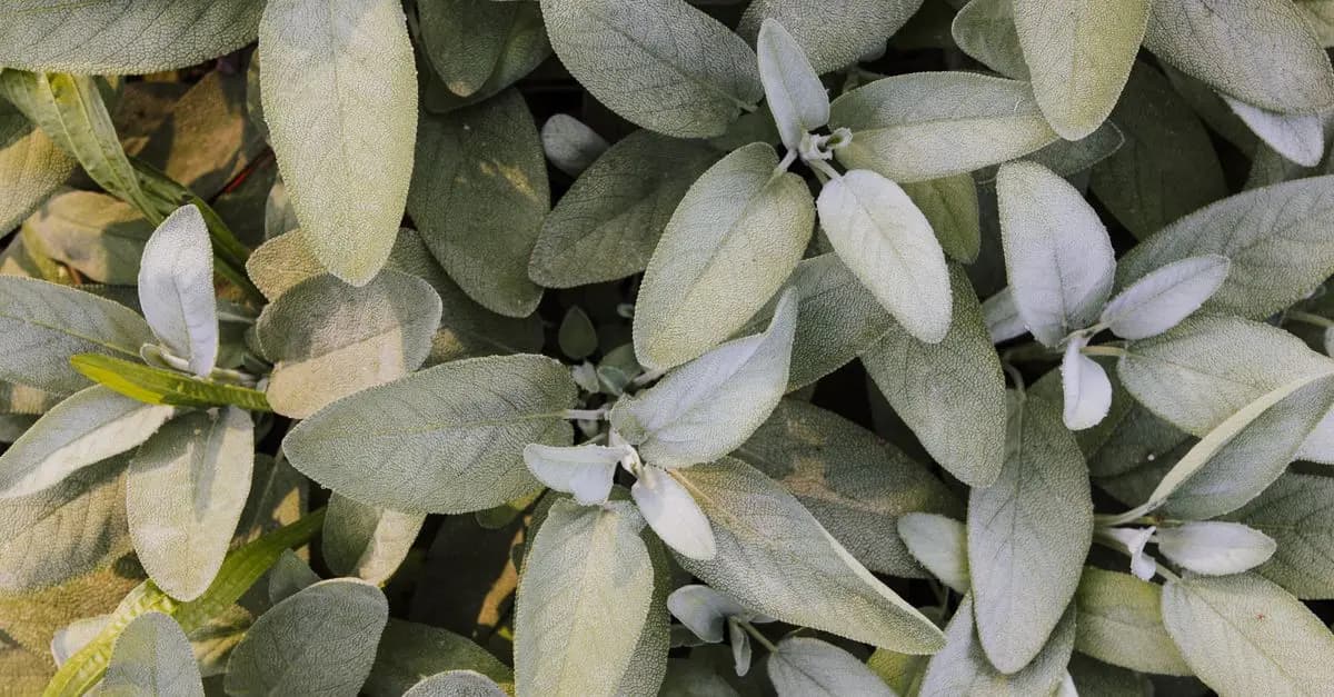 Les Plantes Médicinales Essentielles en Médecine Traditionnelle