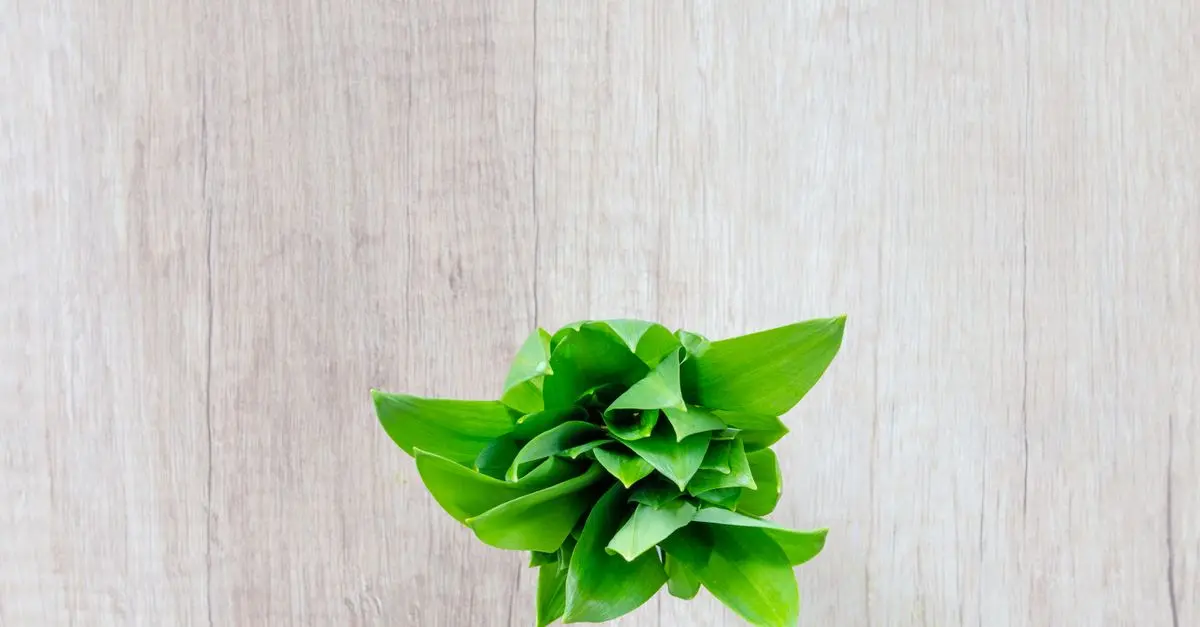 Les plantes médicinales incontournables à connaître