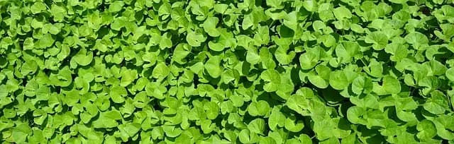 10 Plantes Médicinales à Intégrer dans Votre Vie Quotidienne