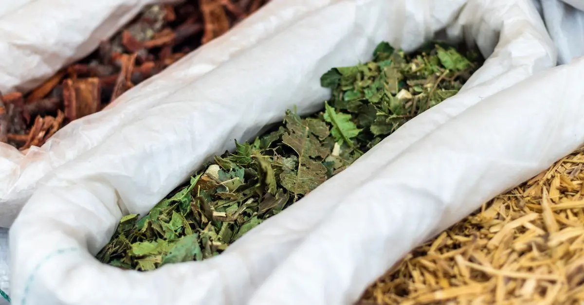 Les vertus des plantes médicinales en médecine traditionnelle