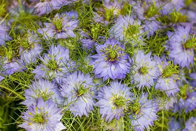 Les 5 Meilleures Plantes Médicinales et leurs Bienfaits
