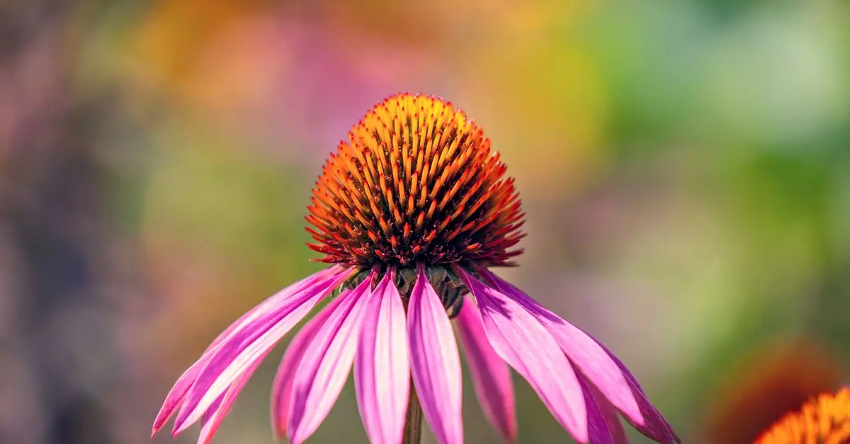Les 10 Plantes Médicinales Indispensables en Médecine Traditionnelle