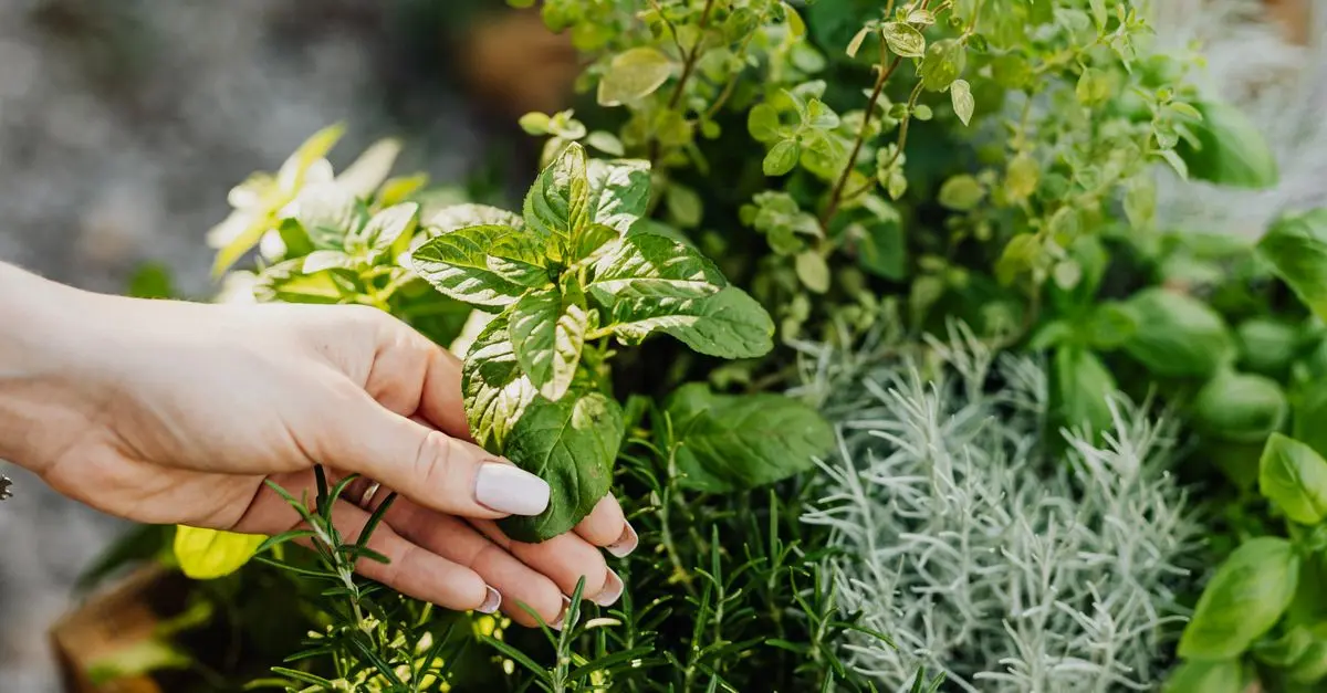 Les meilleurs remèdes de médecine traditionnelle pour le jardin