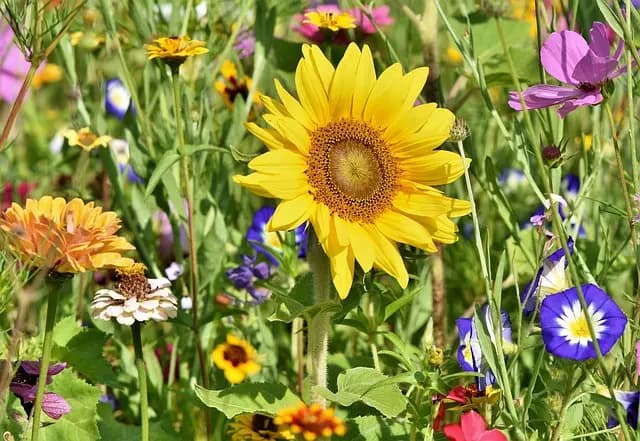 Les 10 Plantes Médicinales Indispensables à Connaître