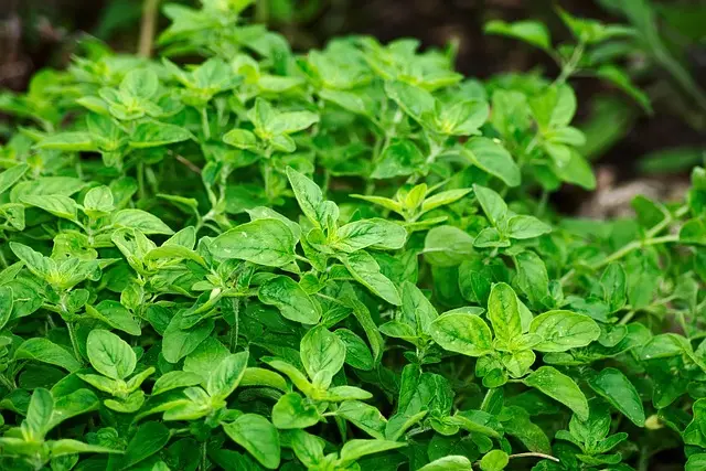 Les vertus cachées des herbes médicinales en médecine traditionnelle