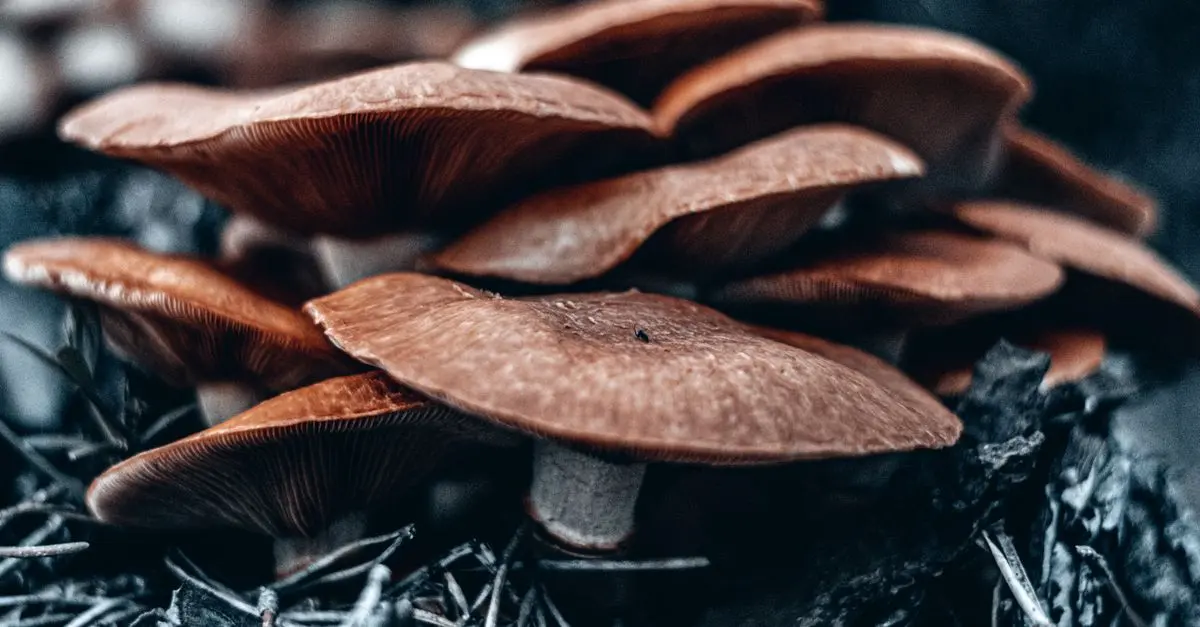 Les bienfaits du Reishi en médecine traditionnelle