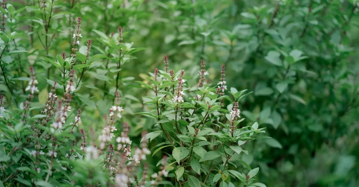 Les bienfaits des plantes médicinales dans la médecine traditionnelle