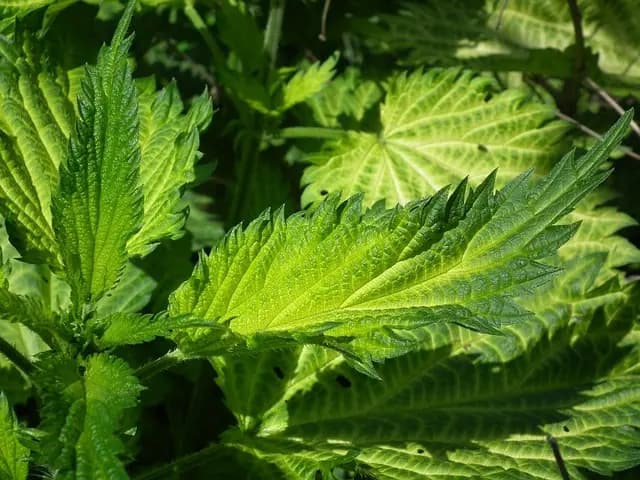 Les Plantes Médicinales et leurs Bienfaits Inattendus
