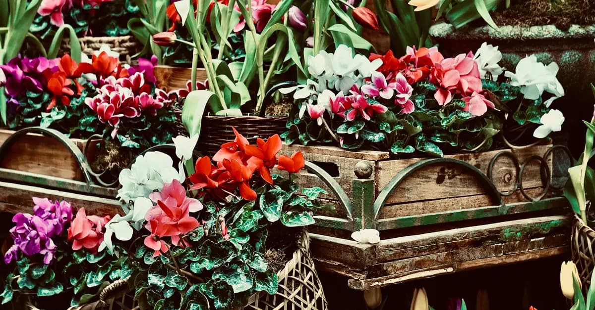 L'importance des plantes médicinales dans la médecine traditionnelle