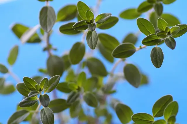 L'impact des Plantes Médicinales sur la Santé
