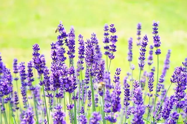 Médecine Traditionnelle : Les Bienfaits des Plantes Médicinales