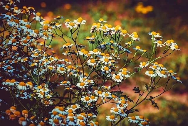 Les 10 Plantes Médicinales à Découvrir pour Votre Santé