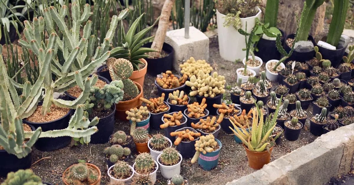 10 Plantes Médicinales à Connaitre Absolument