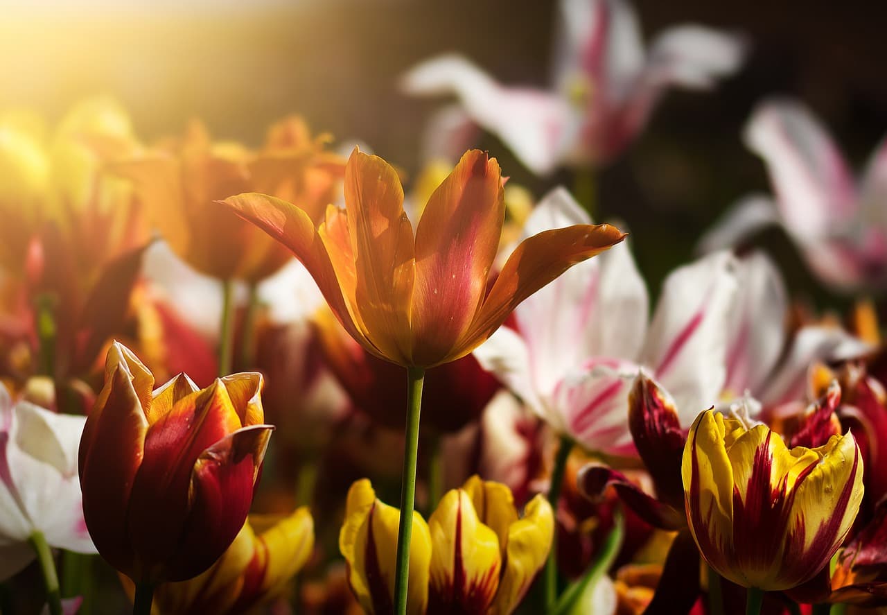 10 Plantes Médicinales à Intégrer dans Votre Vie Quotidienne